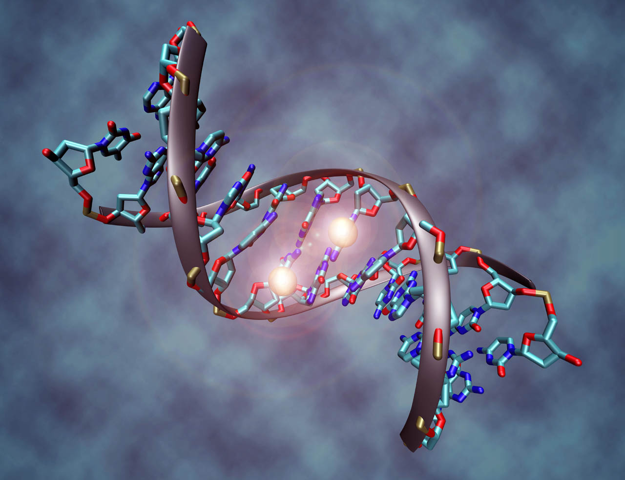 ADN. Imagen recogida de phebase.webs.com
